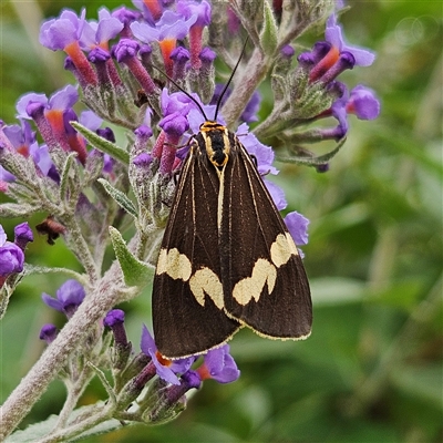 Nyctemera amicus (Senecio Moth, Magpie Moth, Cineraria Moth) at Braidwood, NSW - 2 Mar 2025 by MatthewFrawley