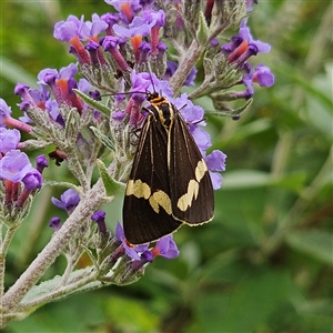 Nyctemera amicus at Braidwood, NSW - Yesterday 10:51 AM