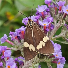 Nyctemera amicus at Braidwood, NSW - Yesterday 10:51 AM