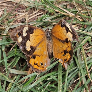 Heteronympha merope at Braidwood, NSW - 2 Mar 2025 11:17 AM