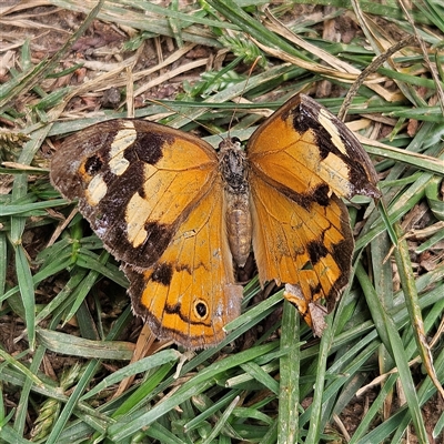 Heteronympha merope (Common Brown Butterfly) at Braidwood, NSW - 2 Mar 2025 by MatthewFrawley