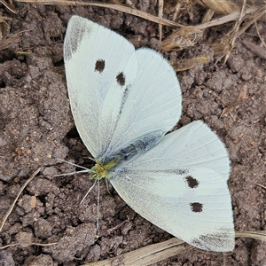 Pieris rapae at Braidwood, NSW - Yesterday 11:21 AM