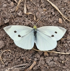 Pieris rapae at Braidwood, NSW - Yesterday 11:21 AM