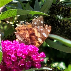 Vanessa kershawi (Australian Painted Lady) at Braidwood, NSW - 2 Mar 2025 by MatthewFrawley