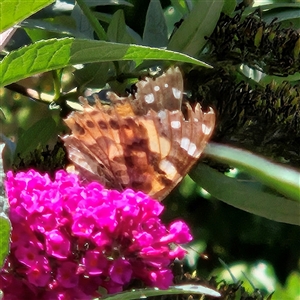 Vanessa kershawi (Australian Painted Lady) at Braidwood, NSW - 2 Mar 2025 by MatthewFrawley