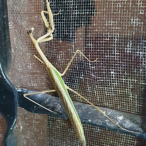 Tenodera australasiae at Penrose, NSW - suppressed