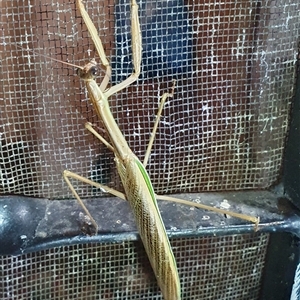 Tenodera australasiae at Penrose, NSW - suppressed