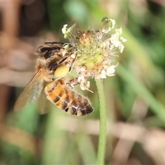 Apis mellifera (European honey bee) at West Wodonga, VIC - 1 Mar 2025 by KylieWaldon