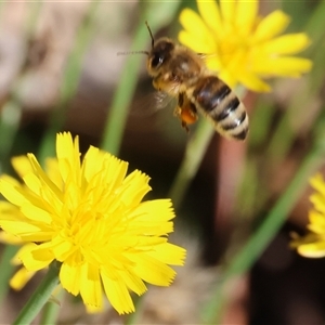 Apis mellifera at West Wodonga, VIC - 1 Mar 2025 08:02 AM