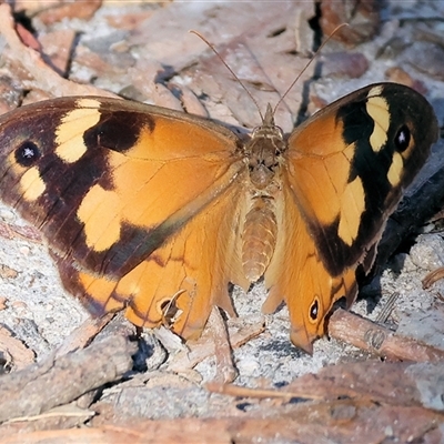 Heteronympha merope (Common Brown Butterfly) at West Wodonga, VIC - 1 Mar 2025 by KylieWaldon