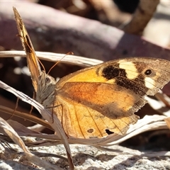 Heteronympha merope at West Wodonga, VIC - 1 Mar 2025 08:35 AM