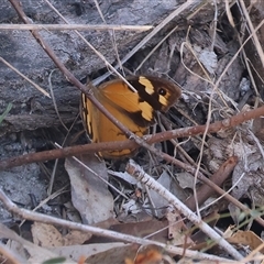 Heteronympha merope at West Wodonga, VIC - 1 Mar 2025 08:35 AM
