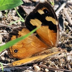 Heteronympha merope at West Wodonga, VIC - 1 Mar 2025 08:35 AM