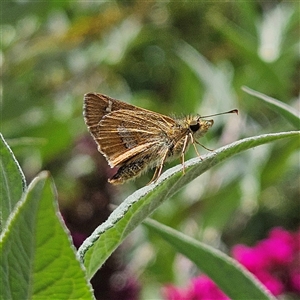 Dispar compacta (Barred Skipper) at Braidwood, NSW - 2 Mar 2025 by MatthewFrawley