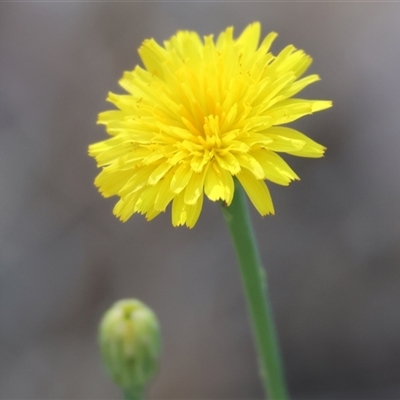 Hypochaeris radicata (Cat's Ear, Flatweed) at West Wodonga, VIC - 1 Mar 2025 by KylieWaldon