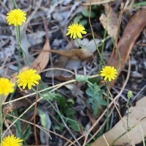 Hypochaeris radicata at West Wodonga, VIC - 1 Mar 2025 08:21 AM