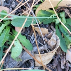 Hypochaeris radicata at West Wodonga, VIC - 1 Mar 2025 08:21 AM