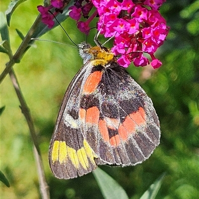 Delias harpalyce (Imperial Jezebel) at Braidwood, NSW - 2 Mar 2025 by MatthewFrawley