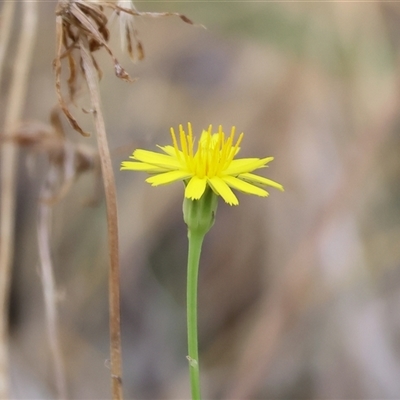 Hypochaeris radicata (Cat's Ear, Flatweed) at West Wodonga, VIC - 1 Mar 2025 by KylieWaldon