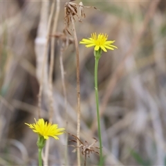 Hypochaeris radicata at West Wodonga, VIC - 1 Mar 2025 08:10 AM