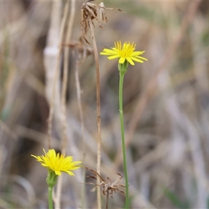 Hypochaeris radicata at West Wodonga, VIC - 1 Mar 2025 08:10 AM