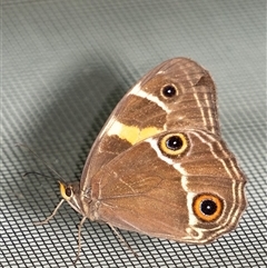 Tisiphone abeona (Varied Sword-grass Brown) at Penrose, NSW - 2 Mar 2025 by Aussiegall