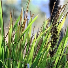 Lomandra longifolia (Spiny-headed Mat-rush, Honey Reed) at West Wodonga, VIC - 1 Mar 2025 by KylieWaldon