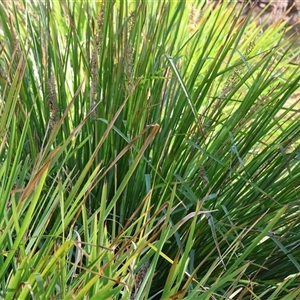 Lomandra longifolia at West Wodonga, VIC - 1 Mar 2025 08:11 AM