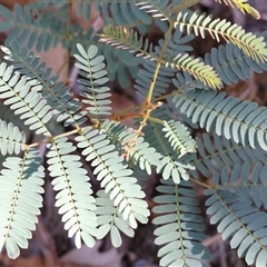 Acacia rubida (Red-stemmed Wattle, Red-leaved Wattle) at West Wodonga, VIC - 1 Mar 2025 by KylieWaldon