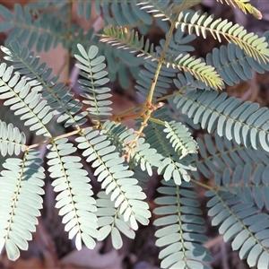 Acacia rubida at West Wodonga, VIC - 1 Mar 2025 08:12 AM