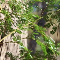 Acacia rubida at West Wodonga, VIC - 1 Mar 2025 08:12 AM