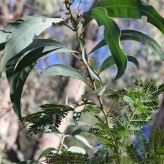 Acacia rubida at West Wodonga, VIC - 1 Mar 2025 08:12 AM