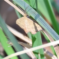 Scopula rubraria (Reddish Wave, Plantain Moth) at West Wodonga, VIC - 1 Mar 2025 by KylieWaldon