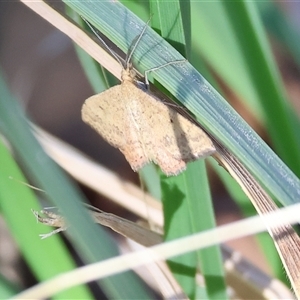 Scopula rubraria (Reddish Wave, Plantain Moth) at West Wodonga, VIC - 1 Mar 2025 by KylieWaldon