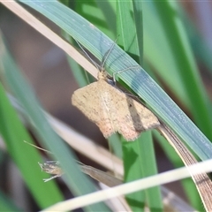 Scopula rubraria at West Wodonga, VIC - 1 Mar 2025 08:14 AM