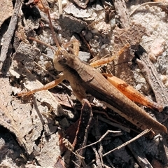 Phaulacridium vittatum (Wingless Grasshopper) at West Wodonga, VIC - 1 Mar 2025 by KylieWaldon