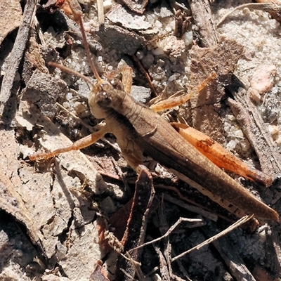 Phaulacridium vittatum (Wingless Grasshopper) at West Wodonga, VIC - 1 Mar 2025 by KylieWaldon