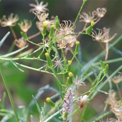 Senecio quadridentatus (Cotton Fireweed) at West Wodonga, VIC - 1 Mar 2025 by KylieWaldon