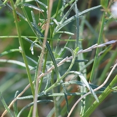 Senecio quadridentatus at West Wodonga, VIC - 1 Mar 2025 08:19 AM