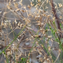 Senecio quadridentatus at West Wodonga, VIC - 1 Mar 2025 08:19 AM