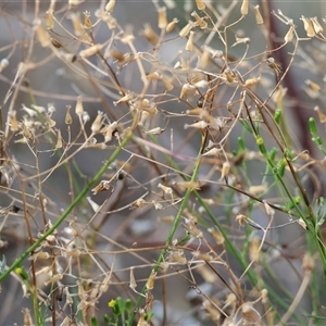 Senecio quadridentatus at West Wodonga, VIC - 1 Mar 2025 08:19 AM
