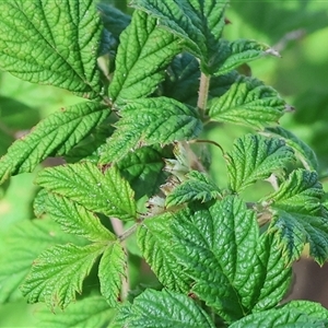 Rubus parvifolius at West Wodonga, VIC - 1 Mar 2025 08:23 AM