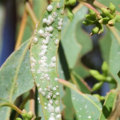 Glycaspis sp. (genus) at West Wodonga, VIC - 1 Mar 2025 by KylieWaldon