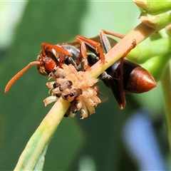 Polistes sp. (genus) (Unidentified paper wasp) at West Wodonga, VIC - 1 Mar 2025 by KylieWaldon