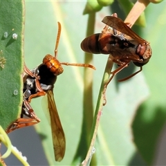 Polistes sp. (genus) (Unidentified paper wasp) at West Wodonga, VIC - 1 Mar 2025 by KylieWaldon