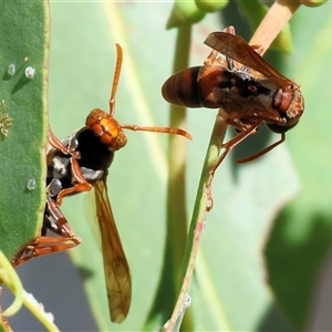 Polistes sp. (genus) (Unidentified paper wasp) at West Wodonga, VIC - 1 Mar 2025 by KylieWaldon