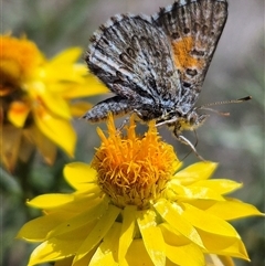 Lucia limbaria (Chequered Copper) at Burra, NSW - 2 Mar 2025 by clarehoneydove