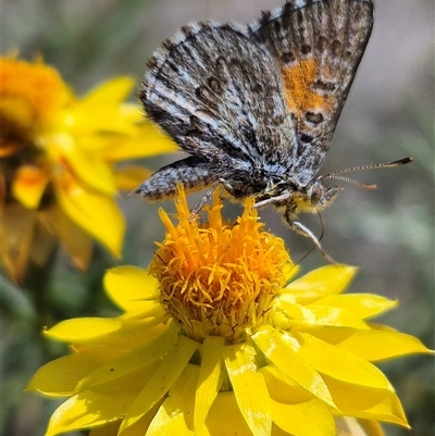 Lucia limbaria (Chequered Copper) at Burra, NSW - 2 Mar 2025 by clarehoneydove