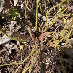 Rosa sp. (A Wild Rose) at Watson, ACT - 2 Mar 2025 by waltraud