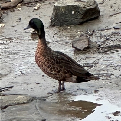 Anas castanea (Chestnut Teal) at Gerroa, NSW - 2 Mar 2025 by lbradley